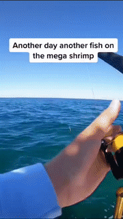 Shrimp Fishing Lure