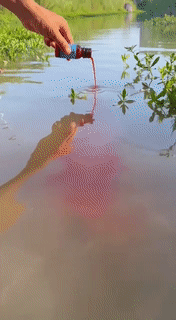 Fish Attractant Liquid - Mystery Gadgets fish-attractant-liquid, Camping
